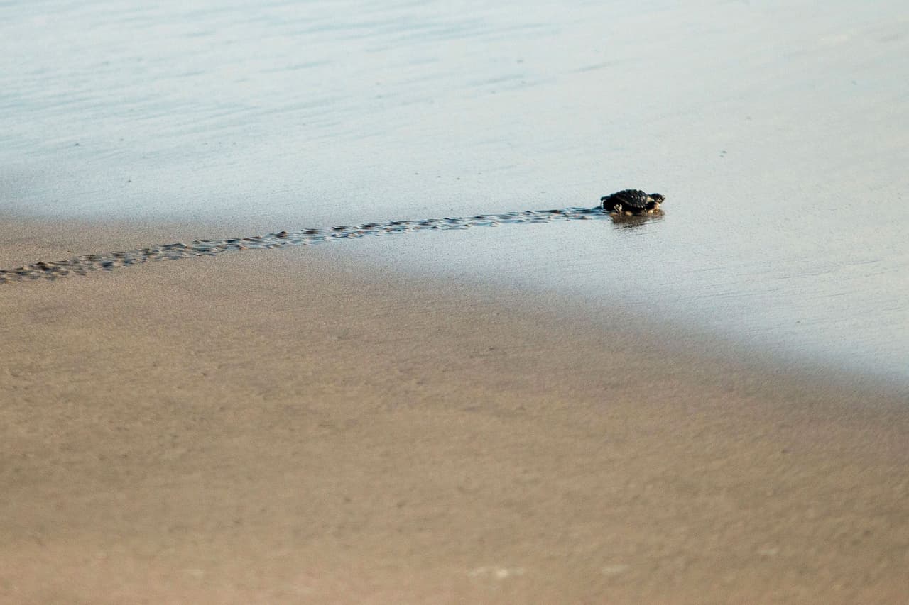 Una pequeña tortuga golfina en las costas de Acapulco Guerrero, en México. (Foto por Pedro Pardo, AFP).