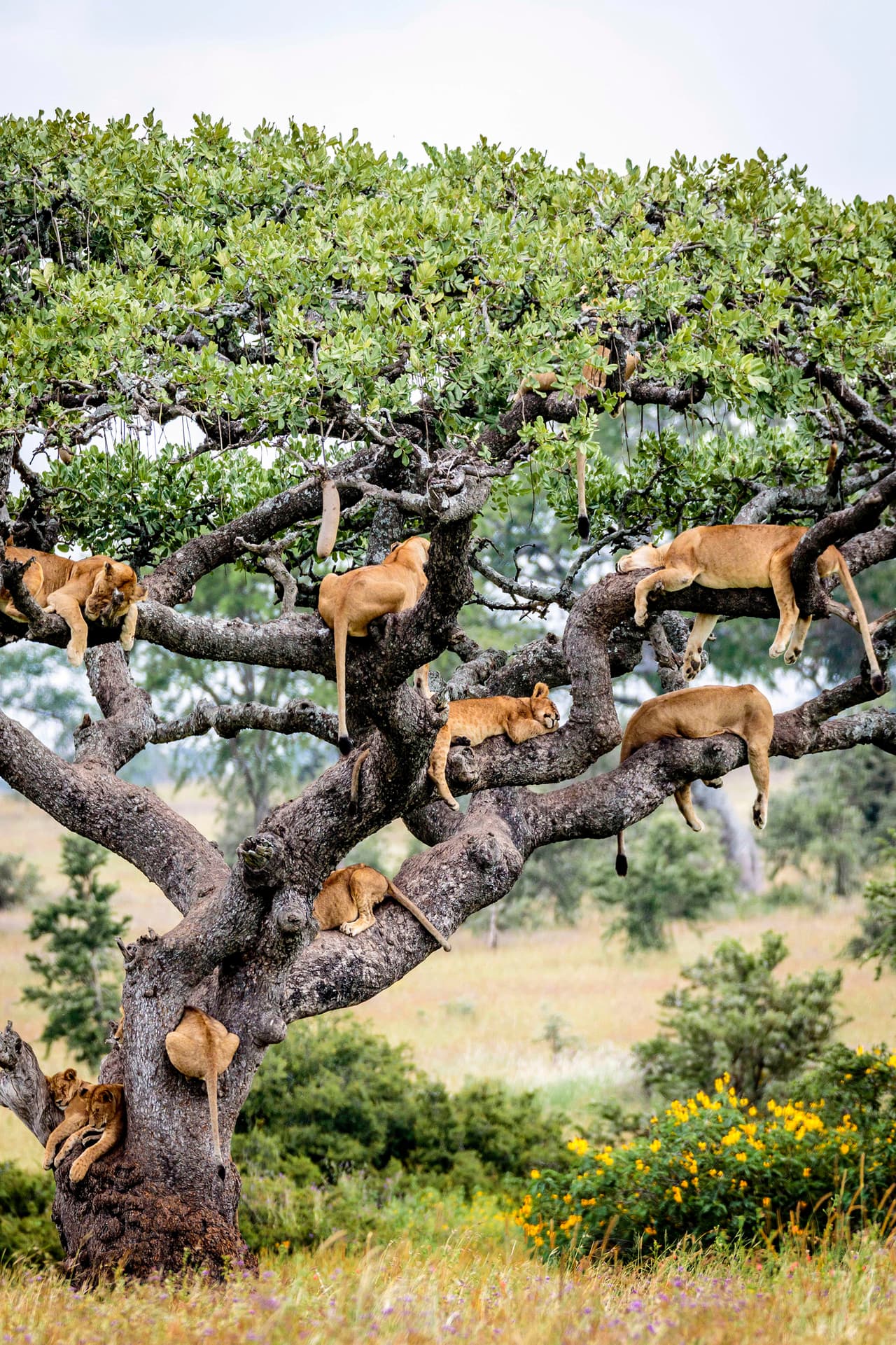 “Nuestro guía vio a la manada y afortunadamente pudimos acercarnos lo suficiente para crear imágenes únicas. Incluso estuvimos tan cerca que pudimos escuchar su interación vocal y los ronquidos que provenían de algunos”, comentó Clow.