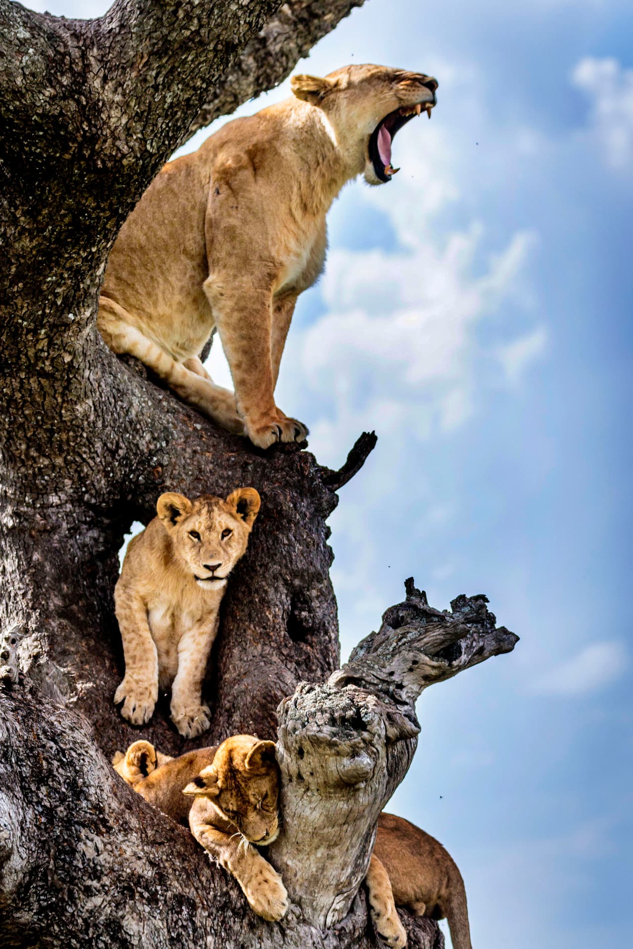 Debido al largo de la hierba, hay muchos mosquitos. ¡Y la familia ya estaba cansada!