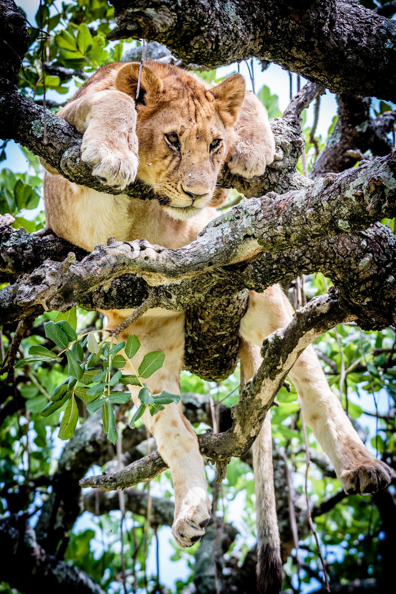 El retratista de 32 años dijo: “Me dirigía a un safari y en nuestro primer día en el parque nos cruzamos con la increíble vista”.