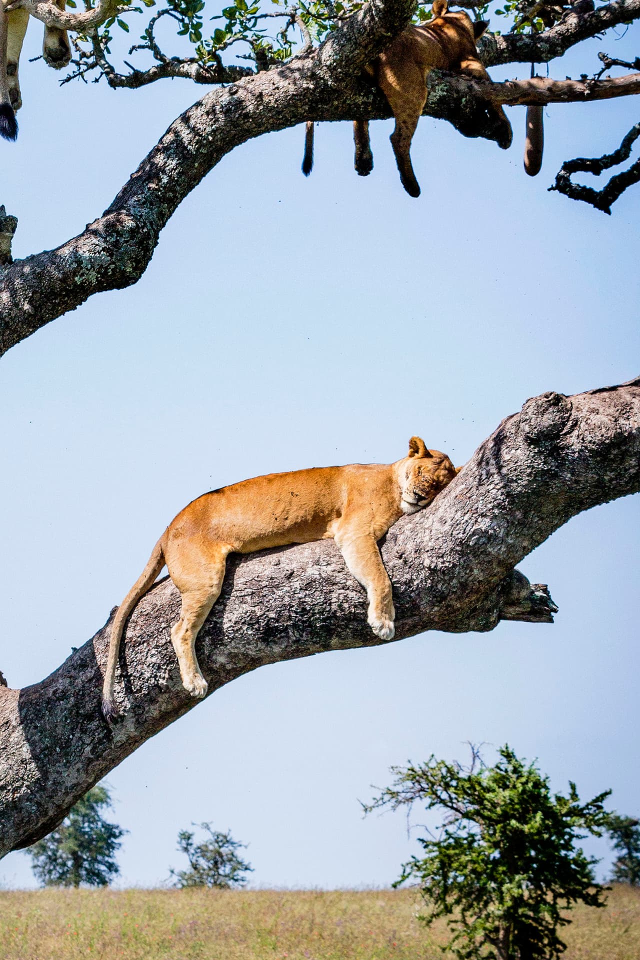 Vaya lugar que eligieron para quedarse dormidos estos tiernos gatitos.