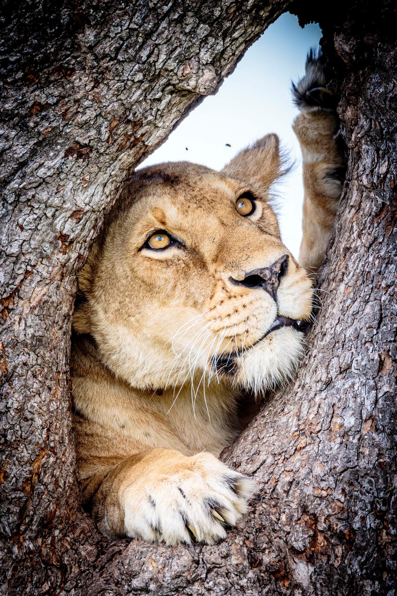 Sobre el árbol de 15 pies descansaban y buscaban la sombra.