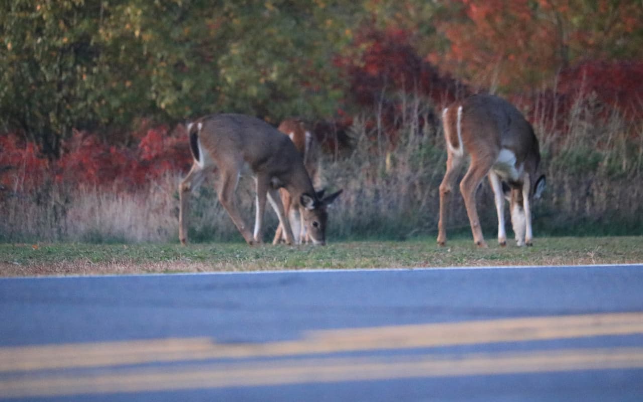 Alertan por venados cerca de carreteras en Staten Island