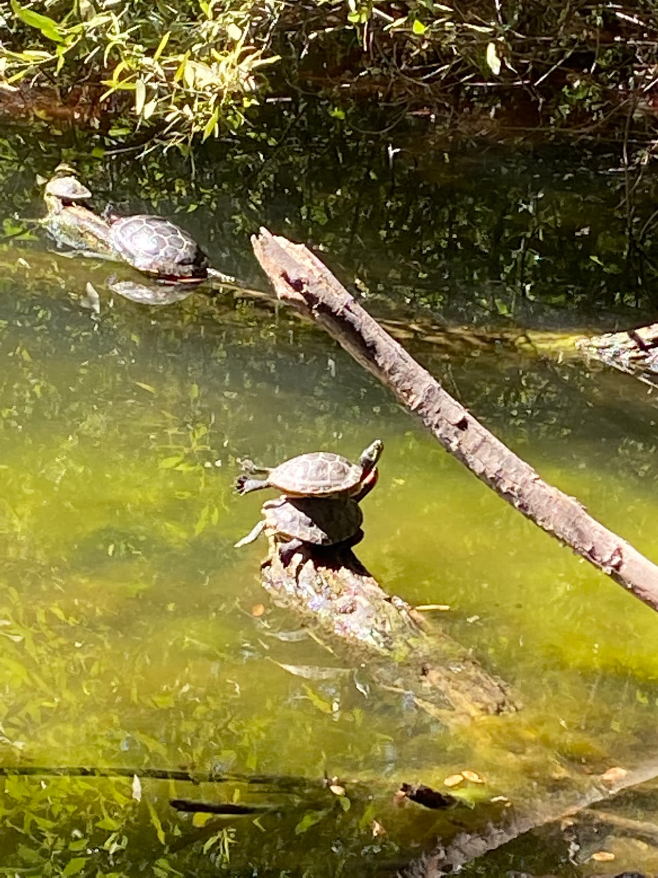 Los visitantes disfrutarán de las bellezas naturales del lago y sus habitantes, entre ellos una comunidad de tortugas que piden no ser molestadas. Es decir, no las agarres ni les des comida.