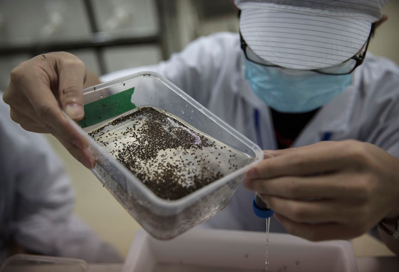 La fábrica de mosquitos es una colaboración internacional sin ánimo de lucro dirigida por el profesor Xi Zhiyong.