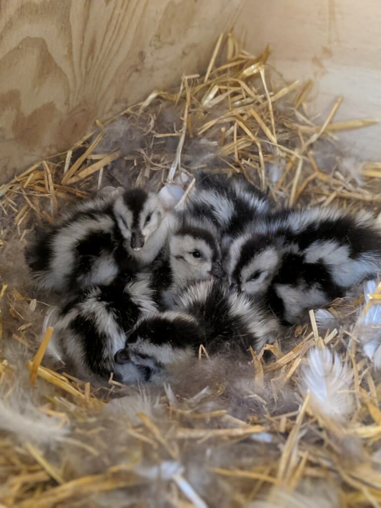 Naturalmente herbívoros, los gansos andinos han sido llamados "vacas con plumas". Originarios de las montañas de los Andes de Chile, Bolivia, Argentina y Perú, son principalmente terrestres y pasan más tiempo en tierra que en el agua. Catalogada como la Preocupación Menor en la naturaleza por la Unión Internacional para la Conservación de la Naturaleza (UICN), esta especie está relativamente bien protegida de la invasión humana debido a la inaccesibilidad, pero la caza no regulada de gansos y la recolección de huevos impacta a las poblaciones locales.
<br>