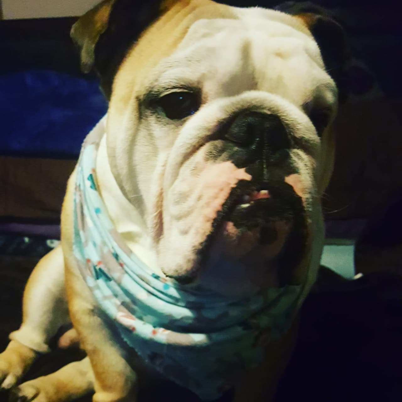 Panchito 🐾es el hijo perruno de Rebeca Montoya.