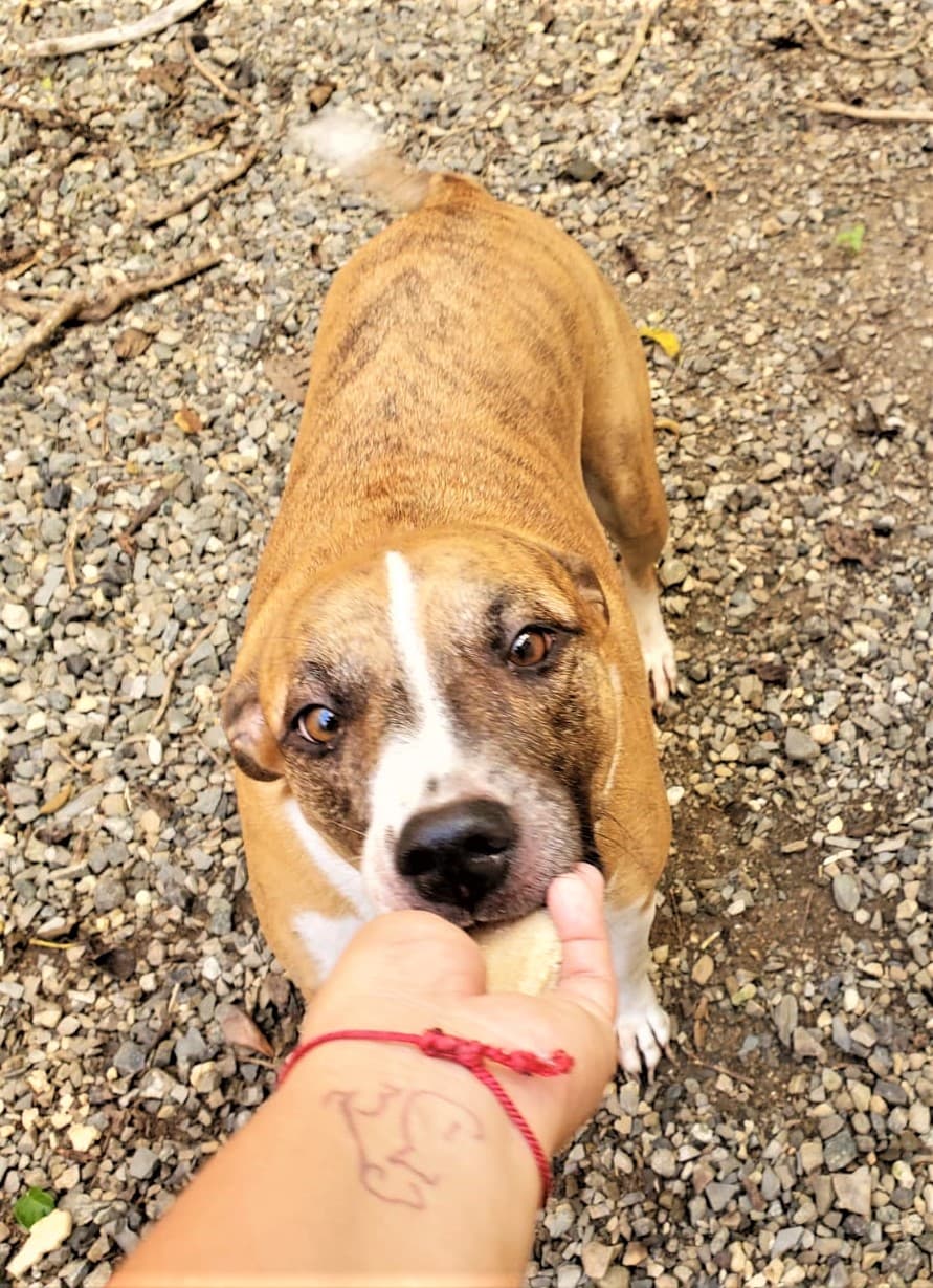 Nathy recibe un treat.