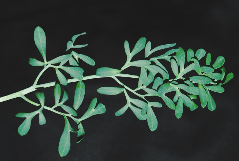 Hay ciertos cuidados y consideraciones al adquirir una planta de ruda. Por ejemplo hay quienes creen que es más poderosa si la tomaste de un jardín ajeno, pero la verdad es mejor que la plantes tú mismo desde que es una semilla y cuidarla uno mismo para que la planta irradie buena vibra.