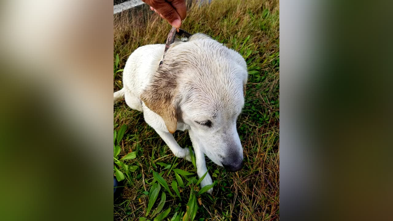 La publicación la hizo el Sargento Ruíz en su cuenta de 
<a href="https://twitter.com/SgtRRuiz1/status/1222200089902534658" target="_blank">Twiter. </a>