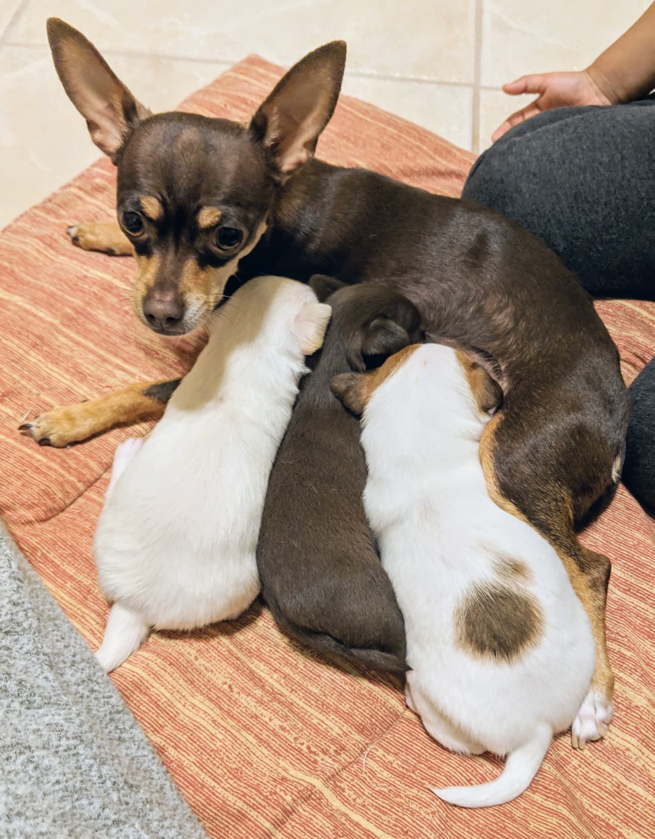 La organización solicita comida húmeda de gatos, comida mojada para perros, almohadillas de cachorro, pequeñas cajas de basura plásticas, almohadillas de calentamiento (con apagado automático), básculas digitales de cocina.