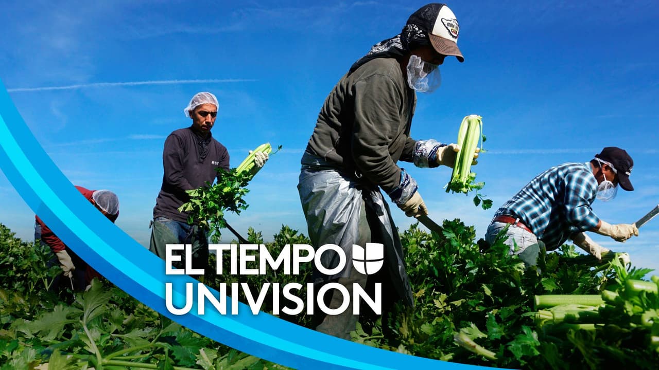 En los últimos años, pérdidas de trabajo y cosechan son parte de los retos que se viven en las zonas agrícolas de California.