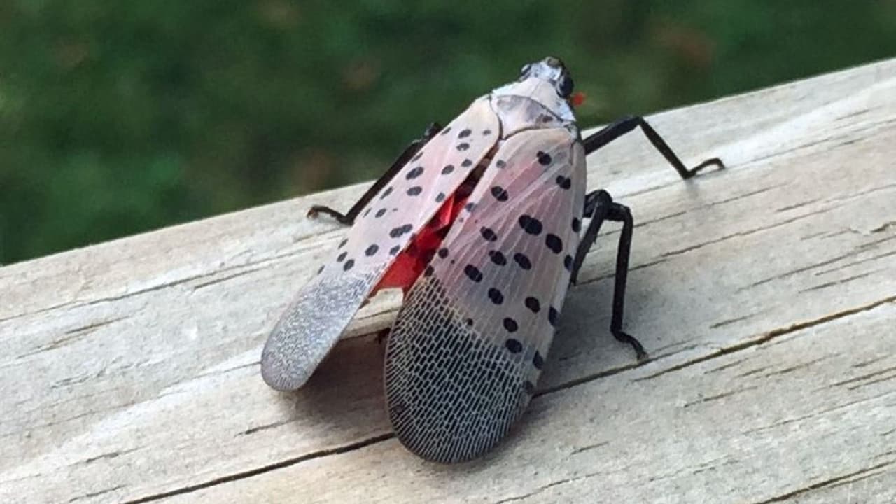 Alerta por mosca linterna moteada en Nueva York: Expertos comparten estrategias de control