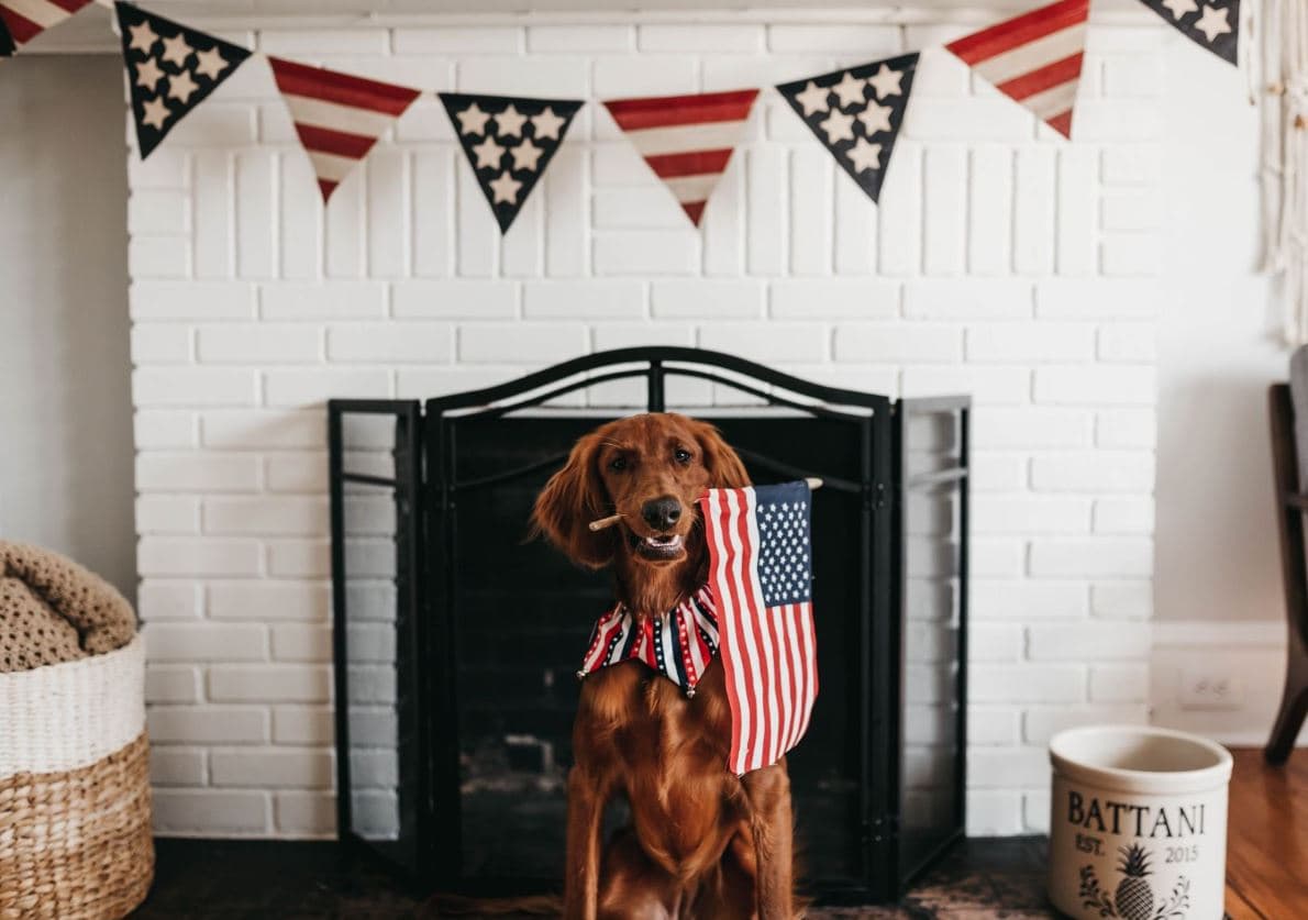 <b>El lugar más seguro para tu mascota es dentro de la casa, no en un parque lleno de gente o en un patio ruidoso.</b> El pánico resultante debido a los fuegos artificiales u otros ruidos fuertes puede hacer que quieran salir corriendo en un intento aterrorizado de encontrar seguridad. Encerrarlos en el auto tampoco es una buena opción.