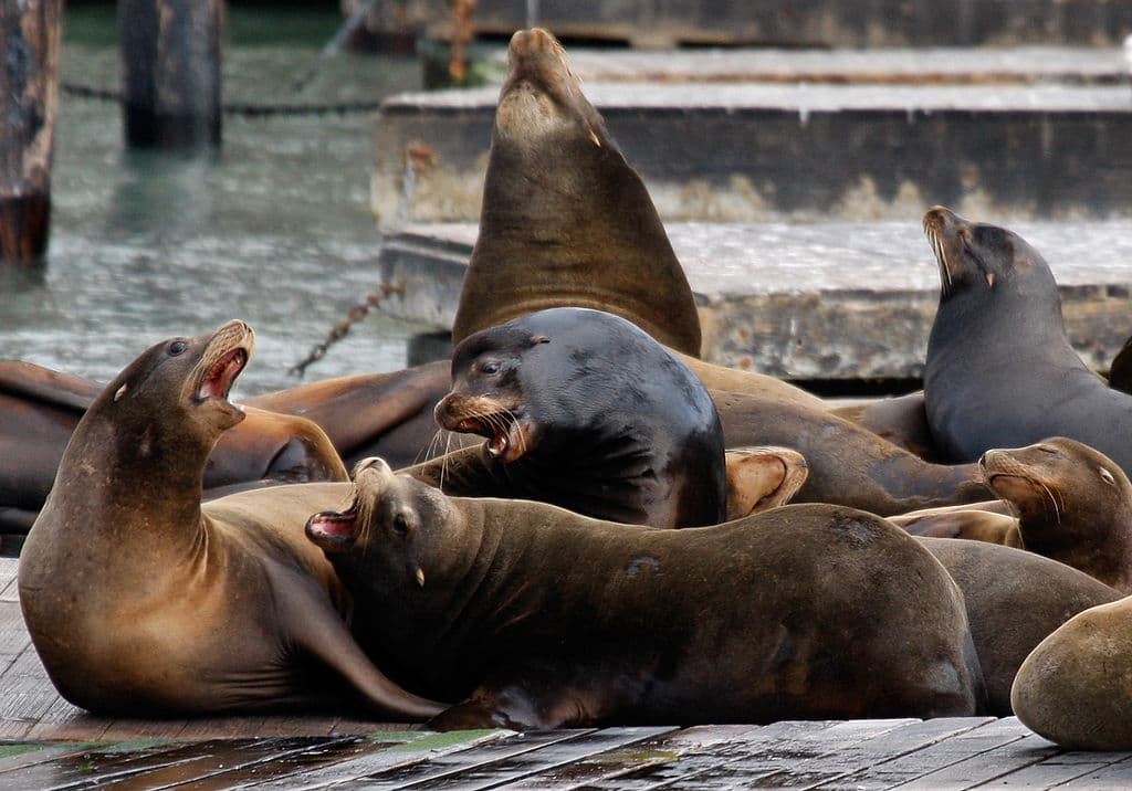 A pesar de que la presencia de tantos leones marinos puede generar un olor fuerte, los funcionarios del Muelle 39 aseguran que la vista de estos animales compensa cualquier inconveniente.