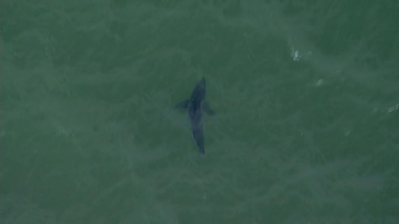 La curiosa razón por la que la costa de California está más poblada de tiburones blancos este año