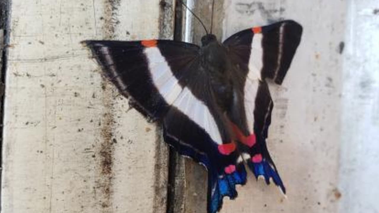 Especialistas en agricultura en el puerto de Gulfport descubrieron una plaga de larvas de mariposas, conocida informalmente como Saunders 1850, mientras inspeccionaban un contenedor de envío de piñas de Costa Rica. Debido al impacto potencial en la agricultura de EEUU el envío de piñas, por un valor de $ 15,000, fue destruido. Según el USDA, esta fue la primera vez que se descubrió esta especie en los Estados Unidos.