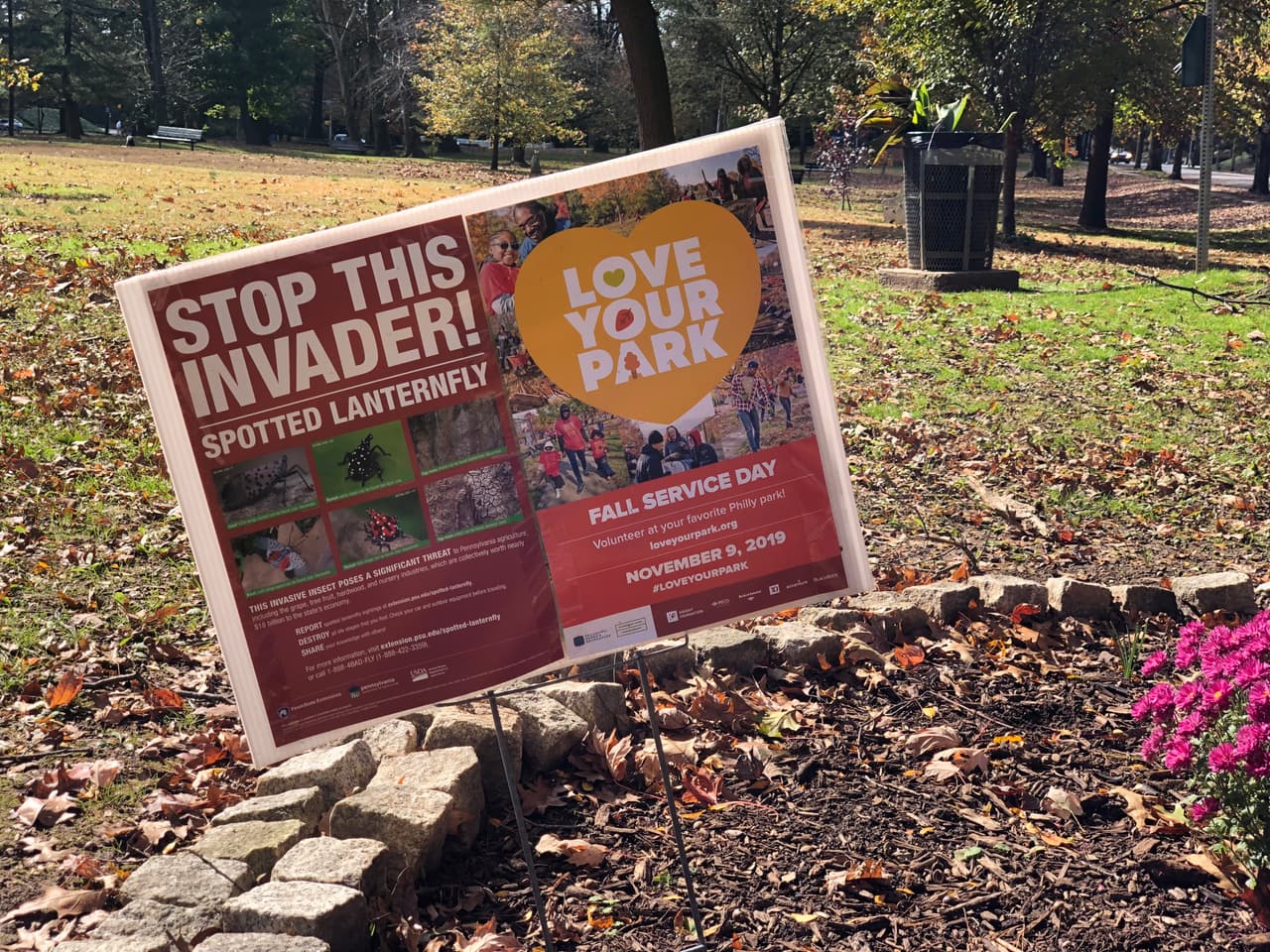 Durante la limpieza también buscaran al insecto mosca linterna manchada, considerado una plaga en varias partes de la ciudad.