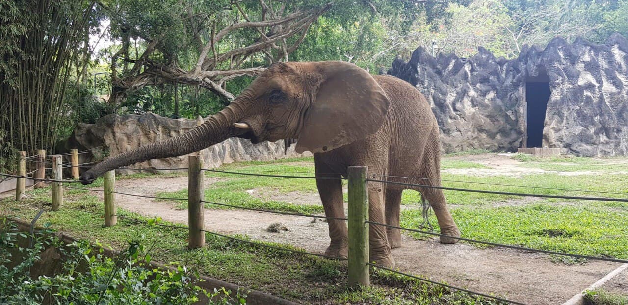 La elefante Mundi, es una de las principales atracciones y fue objeto de controversias pues en el pasado la querían trasladar a un santuario en Estados Unidos.