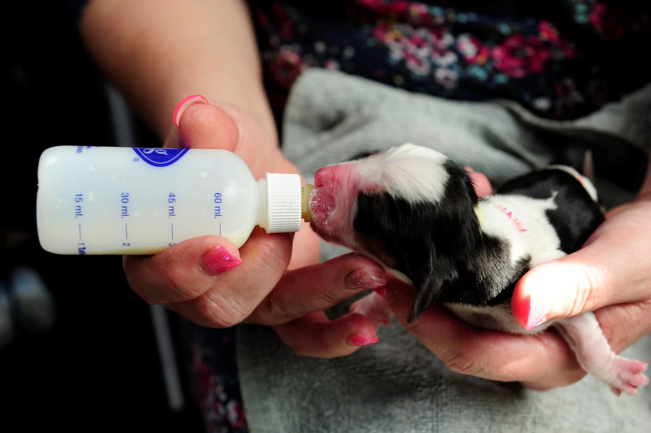 El nuevo reto para la basset hound fue alimentar a los siete machos y siete hembras al mismo tiempo.