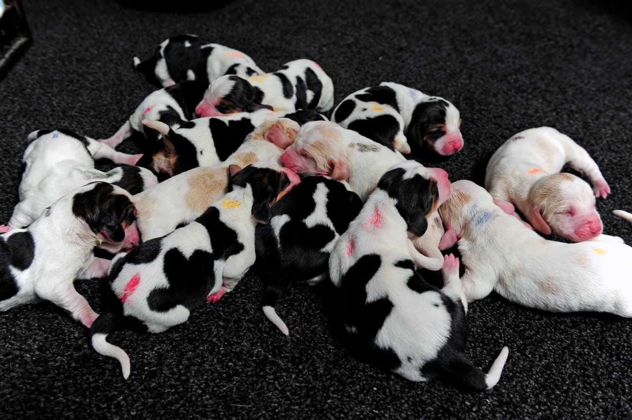 ¿Imaginas las travesuras que harán los 14 hermanos? ¡Uff! ¡Mucha suerte a la nueva mamá!