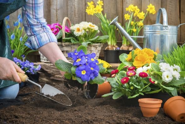 Trabajar en el jardín. Si amas tus plantas y pasas varias horas por semana cuidándolo, debes saber que cada media hora de ocuparte de ellas, podría ser igual a despedirte de 167 calorías.