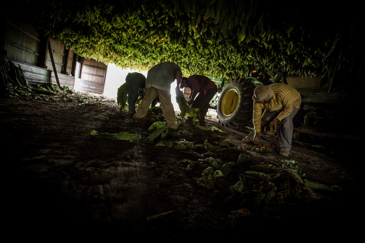 Bajo la 'alfombra colgante' de hojas de tabaco, los agricultores recogen cualquier rezago que también puede ser secado. (Nacho Corbella/Univision Noticias)