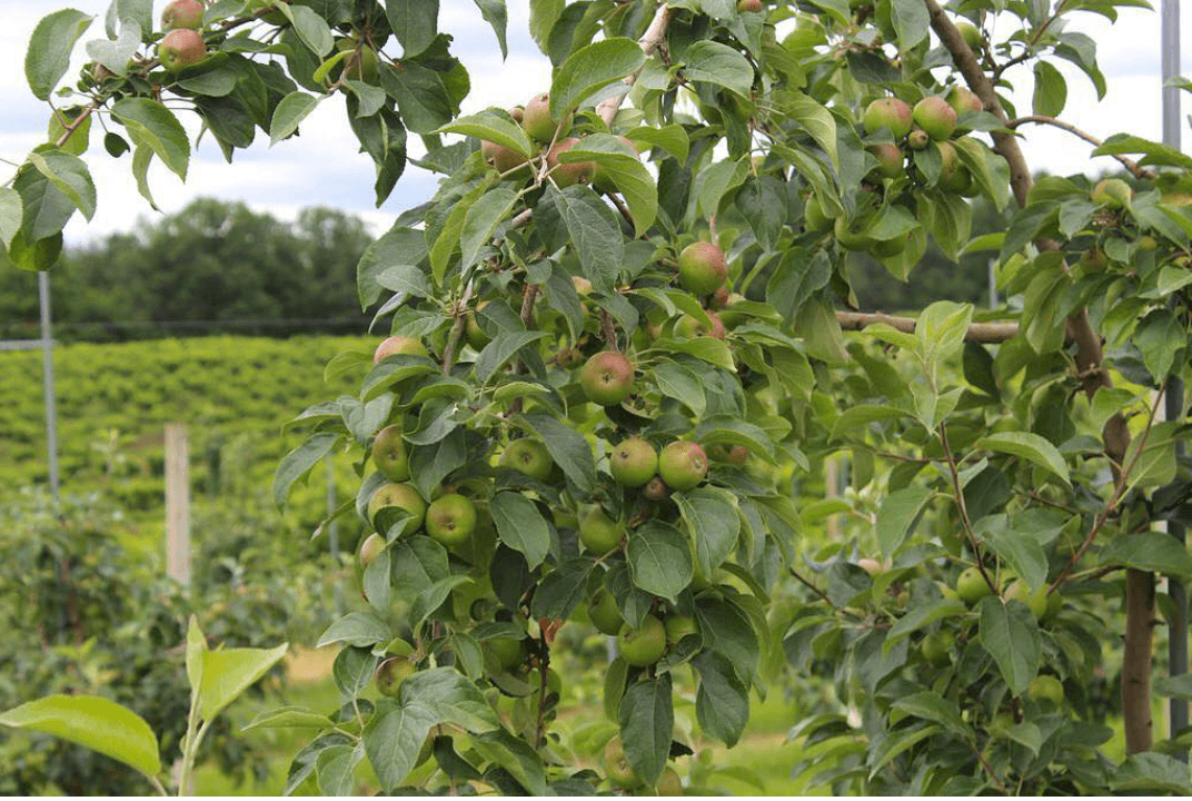 <b>Linvilla Orchards</b>
<br>
<br>
<b>Cuándo</b>: La recolección de productos se realiza de 9 a.m. a 6:00 p.m., los siete días de la semana, excepto festivos, y la temporada de manzanas termina a mediados de noviembre. El último vagón que sale a los campos sale a las 6 p.m.
<br>
<br>
<b>Conduzca desde Filadelfia</b>: 35 minutos (137 West Knowlton Road, Media)
<br>