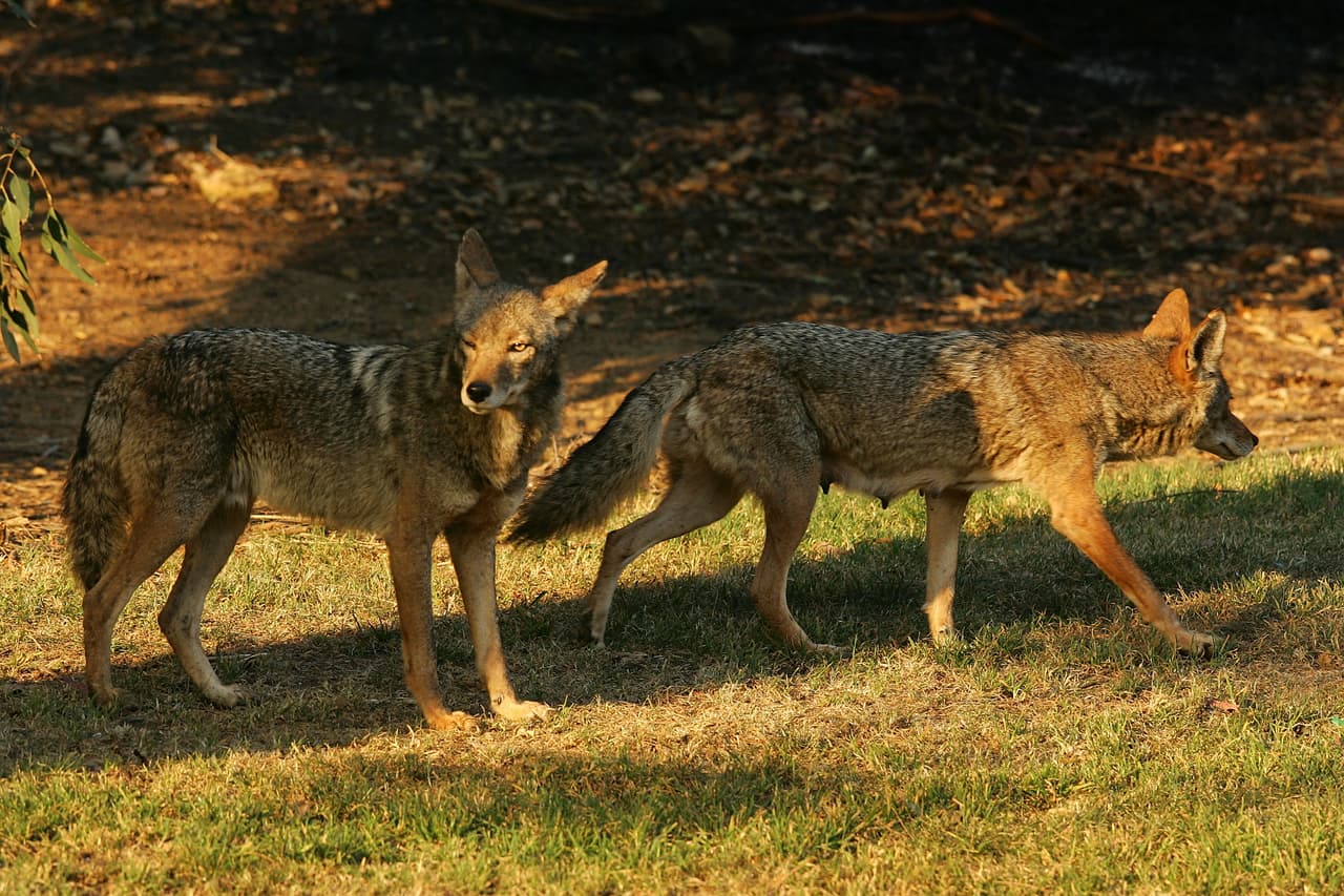 Evite poner los recipientes de comida para sus mascotas en el patio trasero, o retírelos cuando terminen de comer para no atraer a los coyotes.