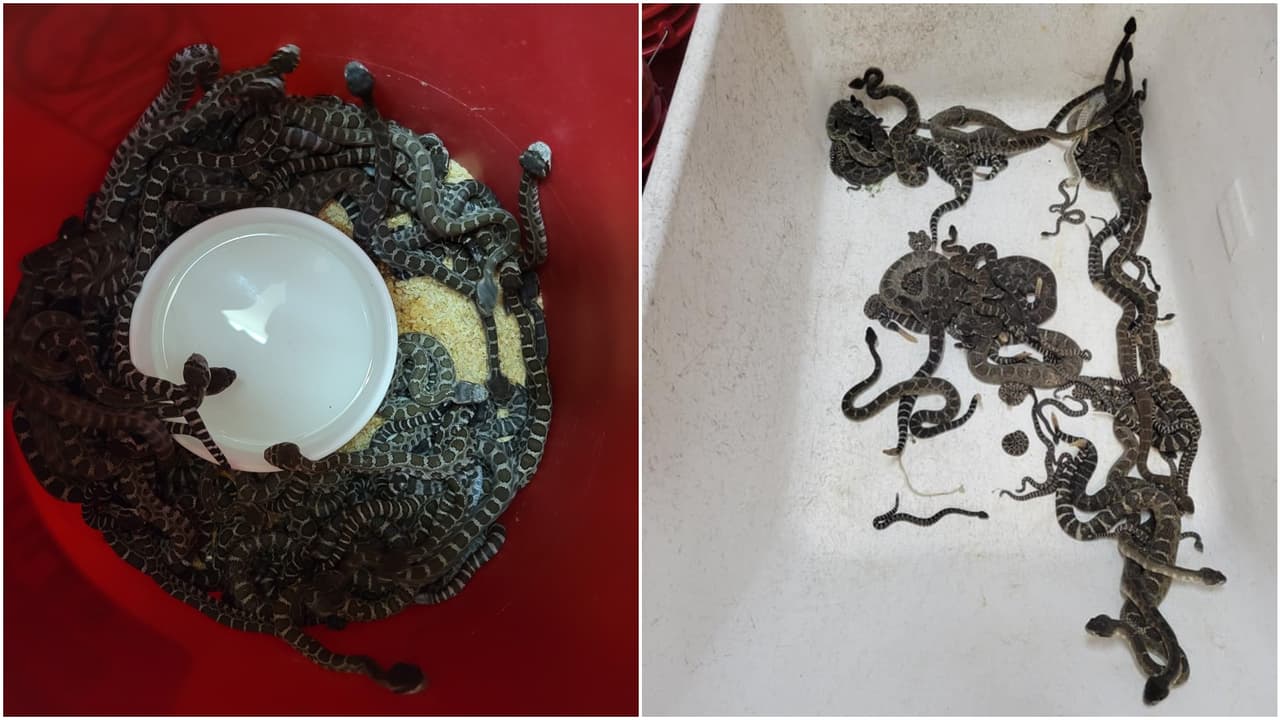 Mujer sospechaba que había una víbora debajo de su casa sin saber que eran 90 serpientes de cascabel