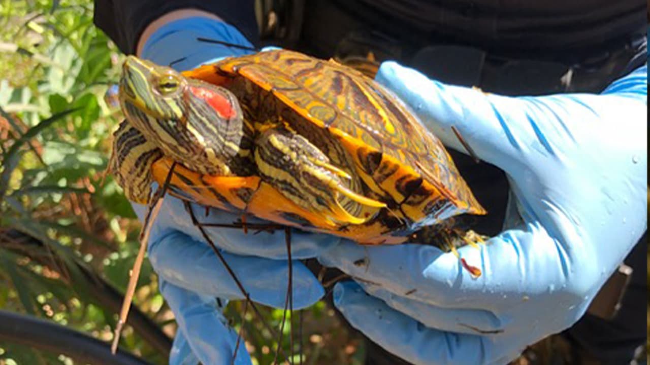 Los oficiales también hallaron tortugas.