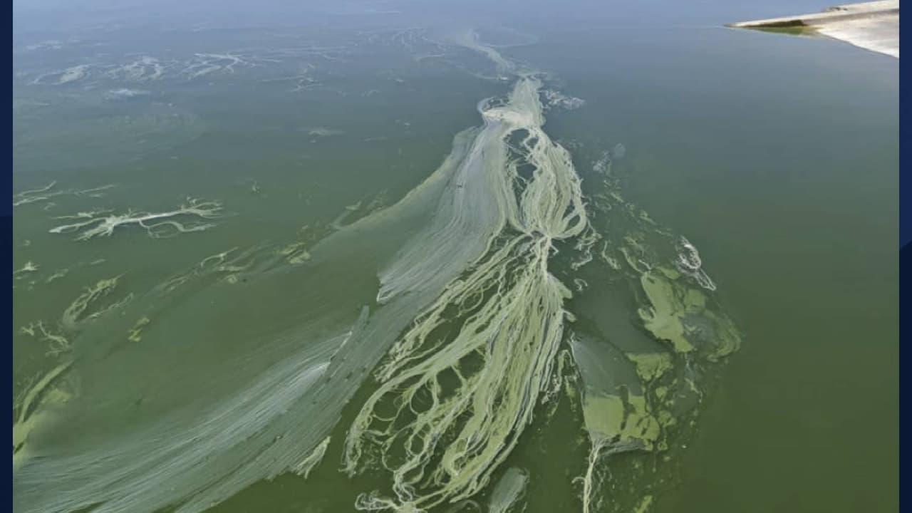 Para más información sobre algas tóxicas, viste 
<a href="http://azdeq.gov/azhab">http://azdeq.gov/azhab</a> . 
<br>