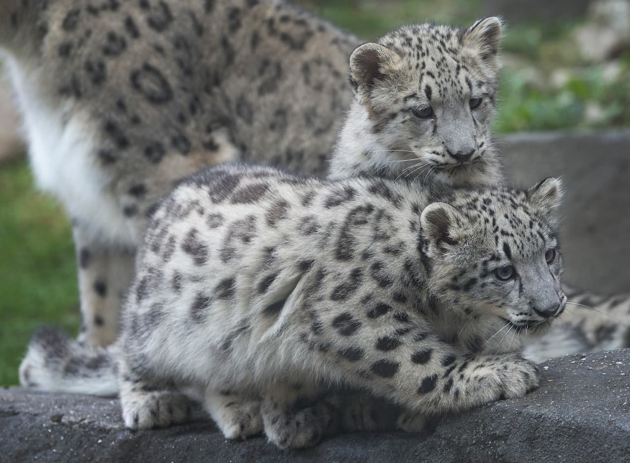 De modo que estos pequeñines crecerán y serán el orgullo de su madre.