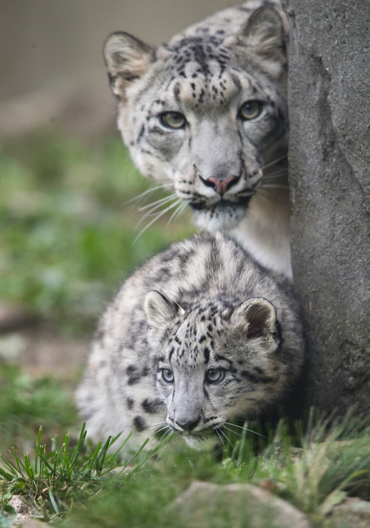 Su mamá es muy precavida, pues es la primera vez que sale con los cachorros.