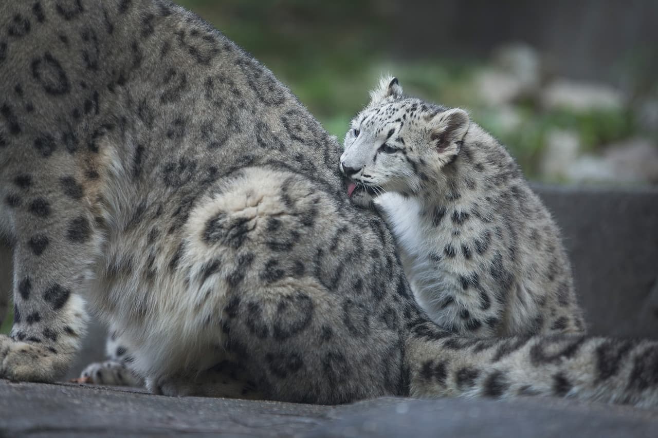 Este pequeño quiere la atención de mamá.