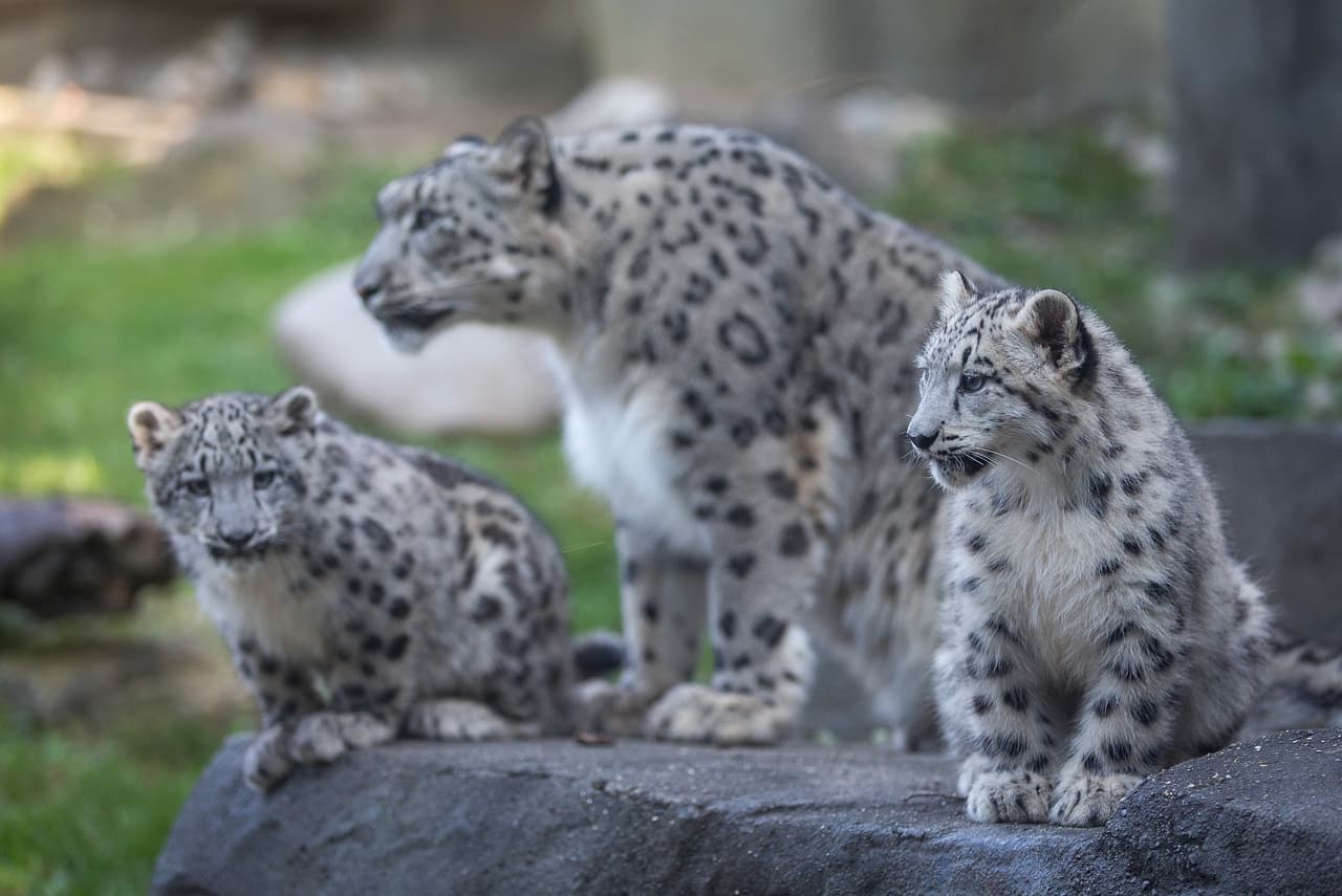 Después, les enseñará a desarrollar las habilidades para que se vuelvan unos cazadores expertos y hermosos.