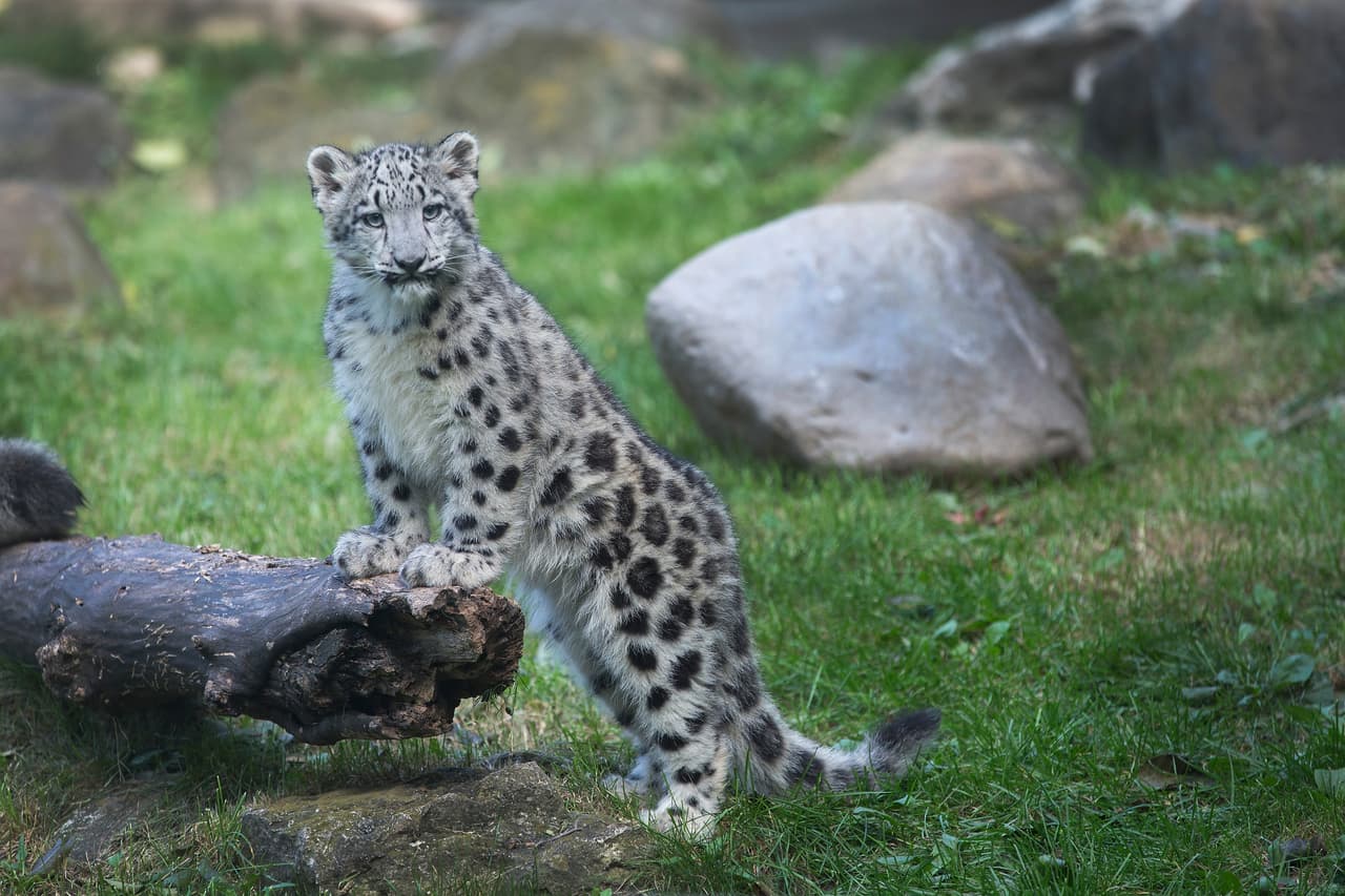 Además, sus almohadillas acolchonadas le permiten caminar sobre la nieve sin problema.