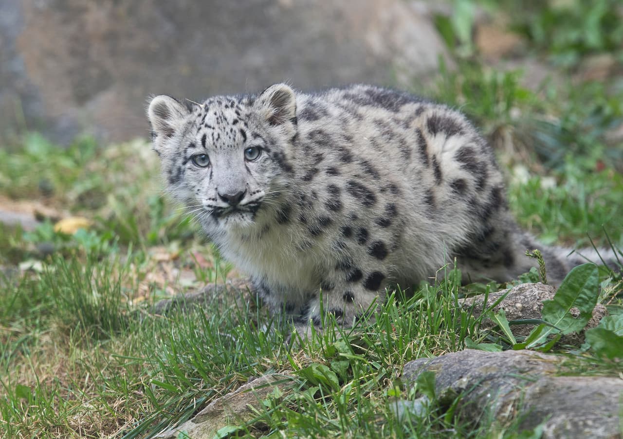 La curiosidad de estos 'mininos' los llevará a conocer cada uno de los rincones de su hábitat.