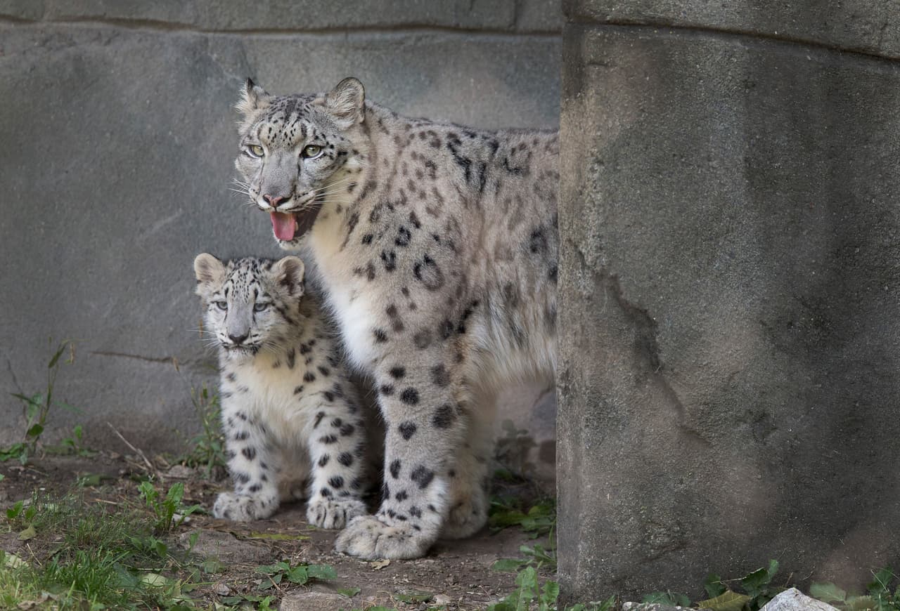 Los leopardos de la nieve son una de las especies en peligro de acuerdo con la Unión Internacional para la Conversación de la Naturaleza (IUCN).