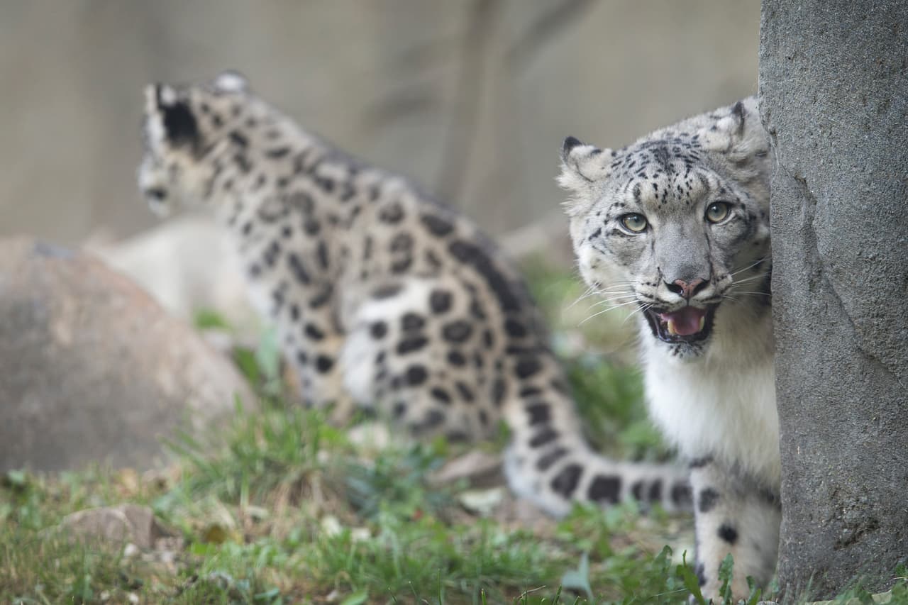 ¡Bienvenidos al mundo, leopardos de la nieve!
