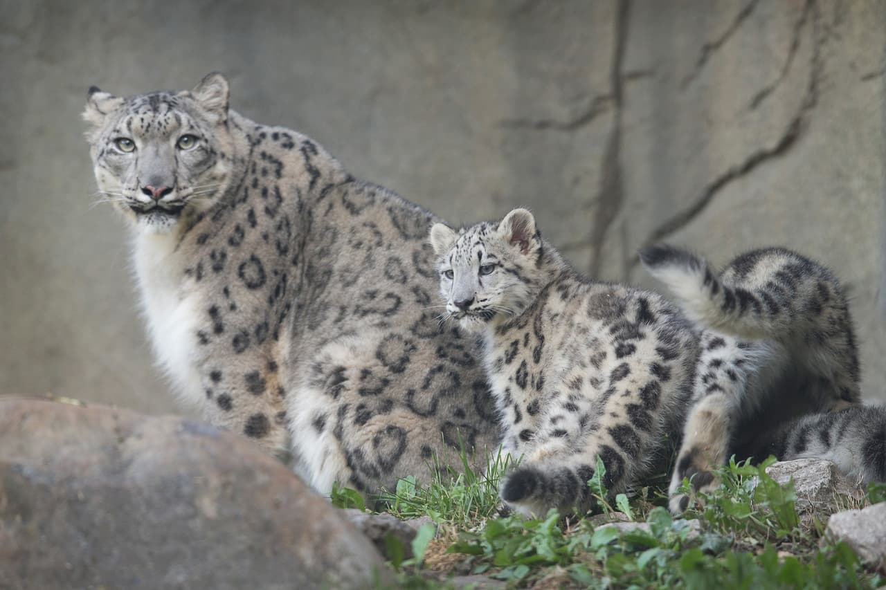 Por sus hábitat natural tan lejano, se sabe muy poco de ellos.