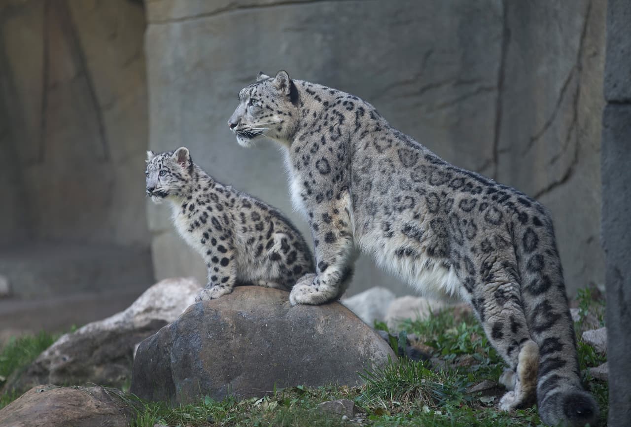 Es común que sean cazados, pues su piel es una de las más bellas del mundo felino.