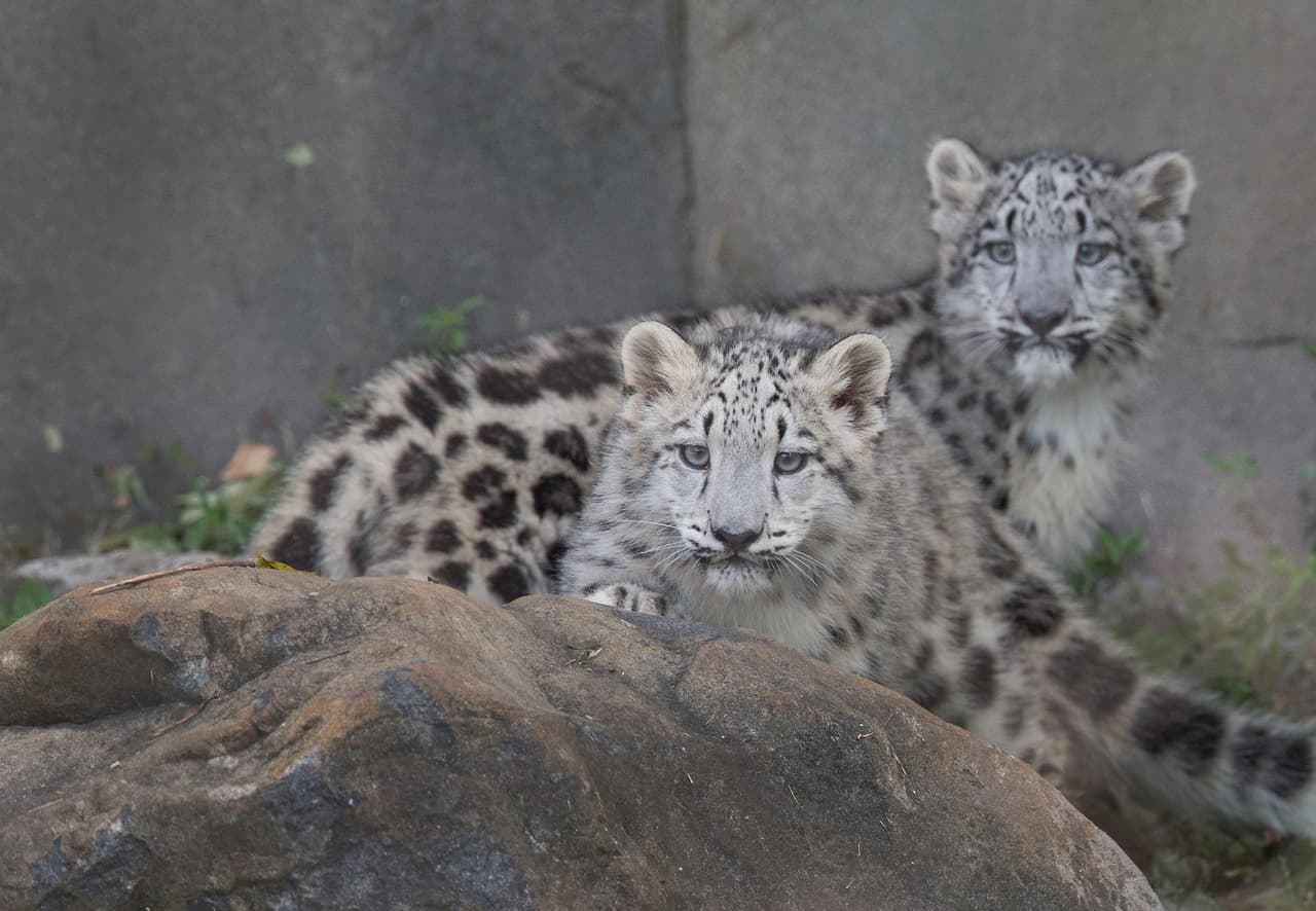 Entre sus habilidades están cazar animales que triplican su tamaño y dar saltos larguísimos.