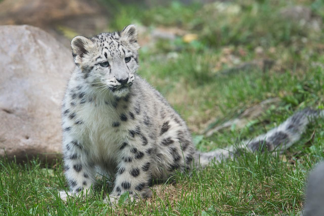 Los cachorros vivieron cuatro meses en su hábitat, protegidos por su mamá.