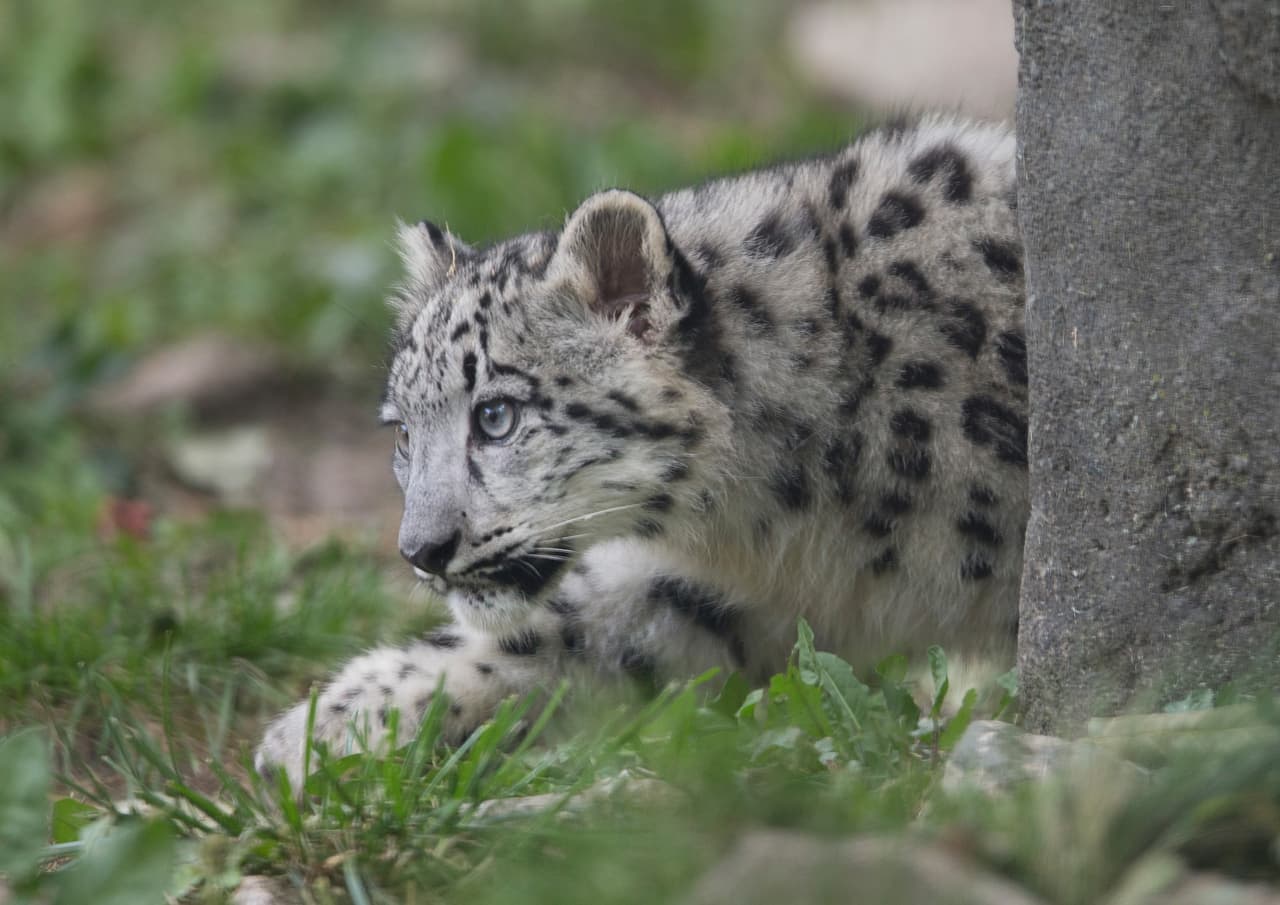 Ella es su hermana gemela.