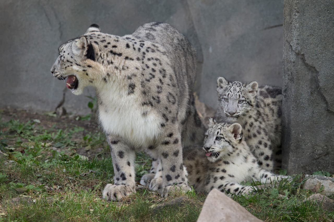 Esta es una noticia fantástica debido al triste número de leopardos de la nieve que quedan en el mundo.