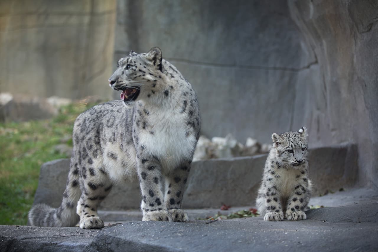 Se cree que hay sólo entre 4000 y 6500 especímenes en el mundo.