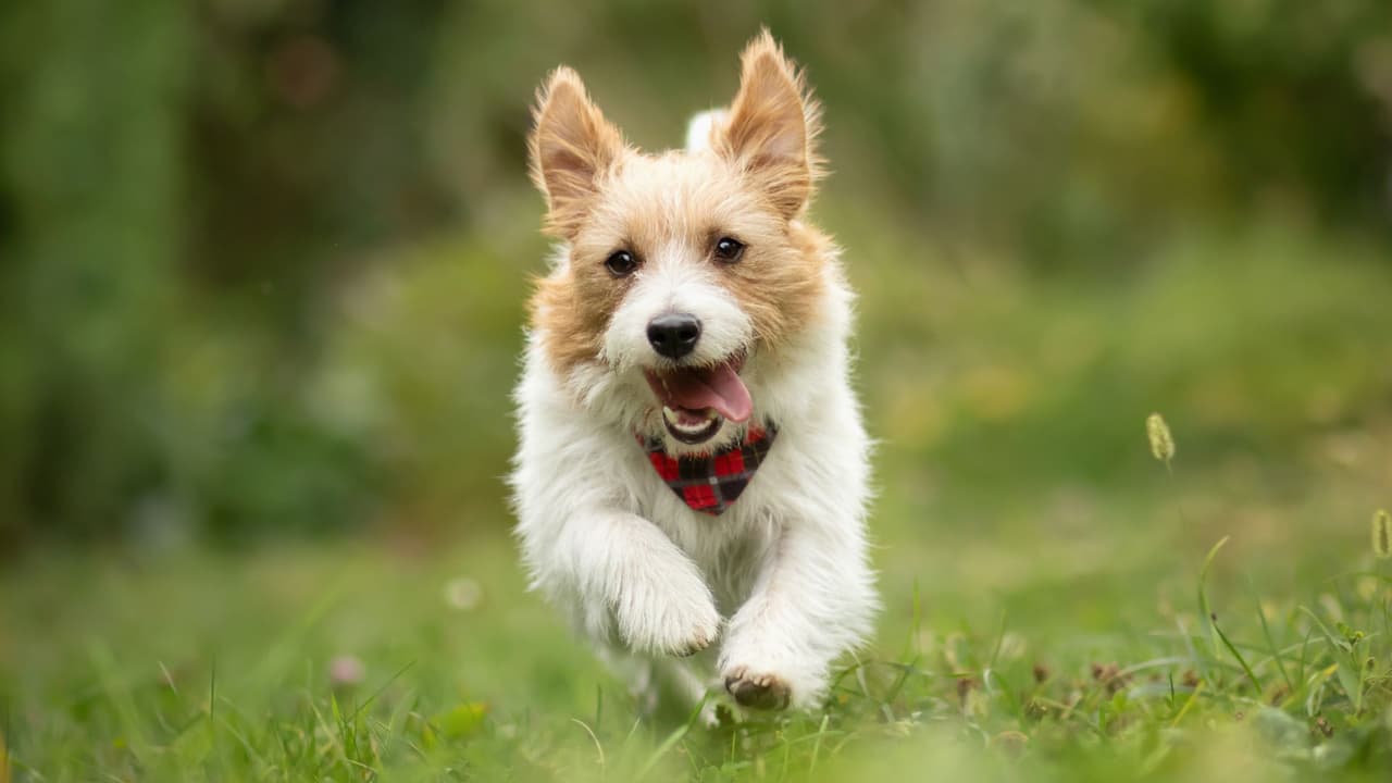 <h3 class="cms-H3-H3">1. La ley es clara: no puedes dejar a tu perro afuera sin supervisión </h3>
<br>Desde 2022, 
<b>en Texas está prohibido dejar a un perro al aire libre sin refugio adecuado, agua limpia y protección contra el tiempo extremo</b>. La Ley de Perros al Aire Libre fue impulsada para
<b> evitar el maltrato y abandono en patios traseros</b>. Dejar al animal amarrado sin vigilancia, sobre todo bajo el sol o en frío extremo, puede llevar a sanciones legales.