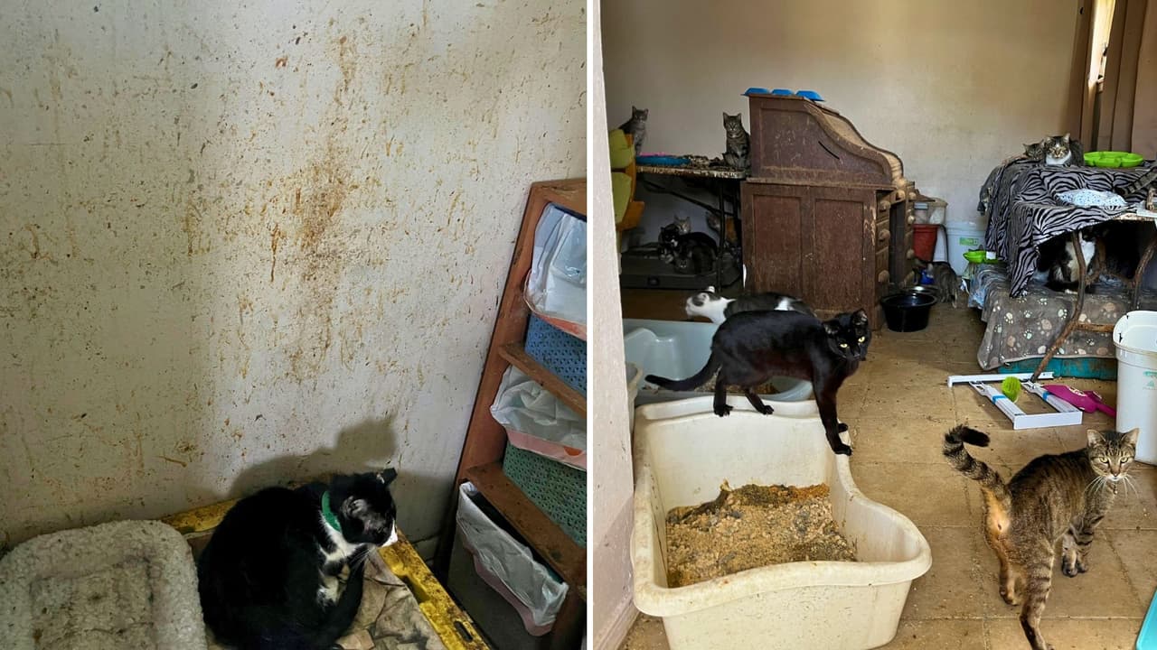 <h3 class="cms-H3-H3">Qué pasará con los gatos </h3>Los 64 gatos 
<b>permanecen bajo cuidado veterinario. </b>
<br>
<b>El proceso de recuperación tomará tiempo</b> antes de que puedan ser puestos en adopción.