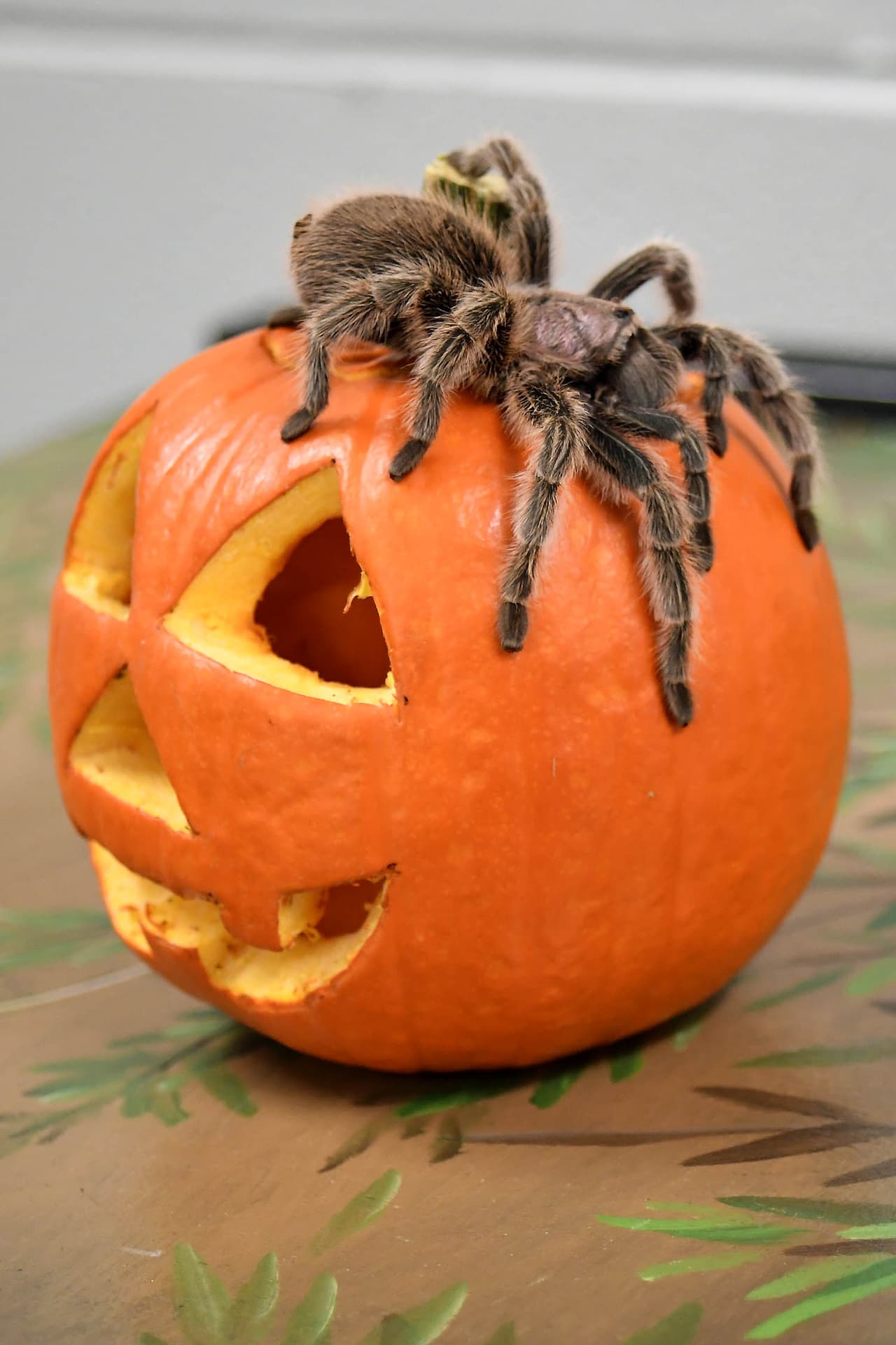 Charlotte, una tarántula chilena de cabello rosado en el zoológico Brookfield, se sienta encima de una calabaza.